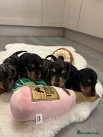 Miniature Dachshund dogs KC Registered Miniature dachshund - Advert 2