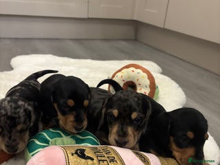 Miniature Dachshund dogs for sale: KC Registered Miniature dachshund - Advert 1