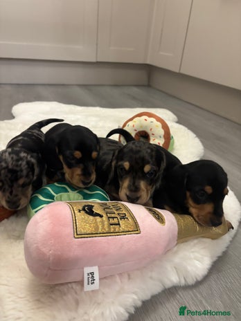 Miniature Dachshund dogs KC Registered Miniature dachshund - Advert 5