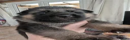 German Shepherd dogs for sale: German Shepherd puppies  - Advert 4