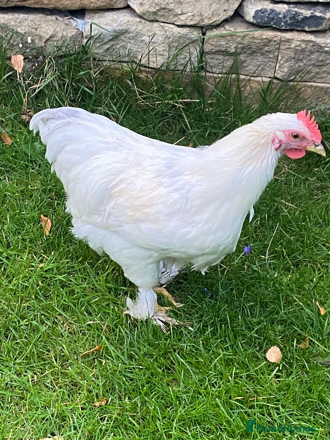 Chickens poultry for sale: 2 x Young cockerels free to a good home  - Image 2