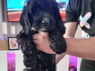 Cockapoo dogs Stunning f1 toy cockapoo's - Advert 1