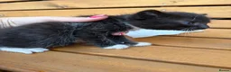 Mixed Breed cats for sale: Friendly farm kittens 2b 1g  - Advert 13