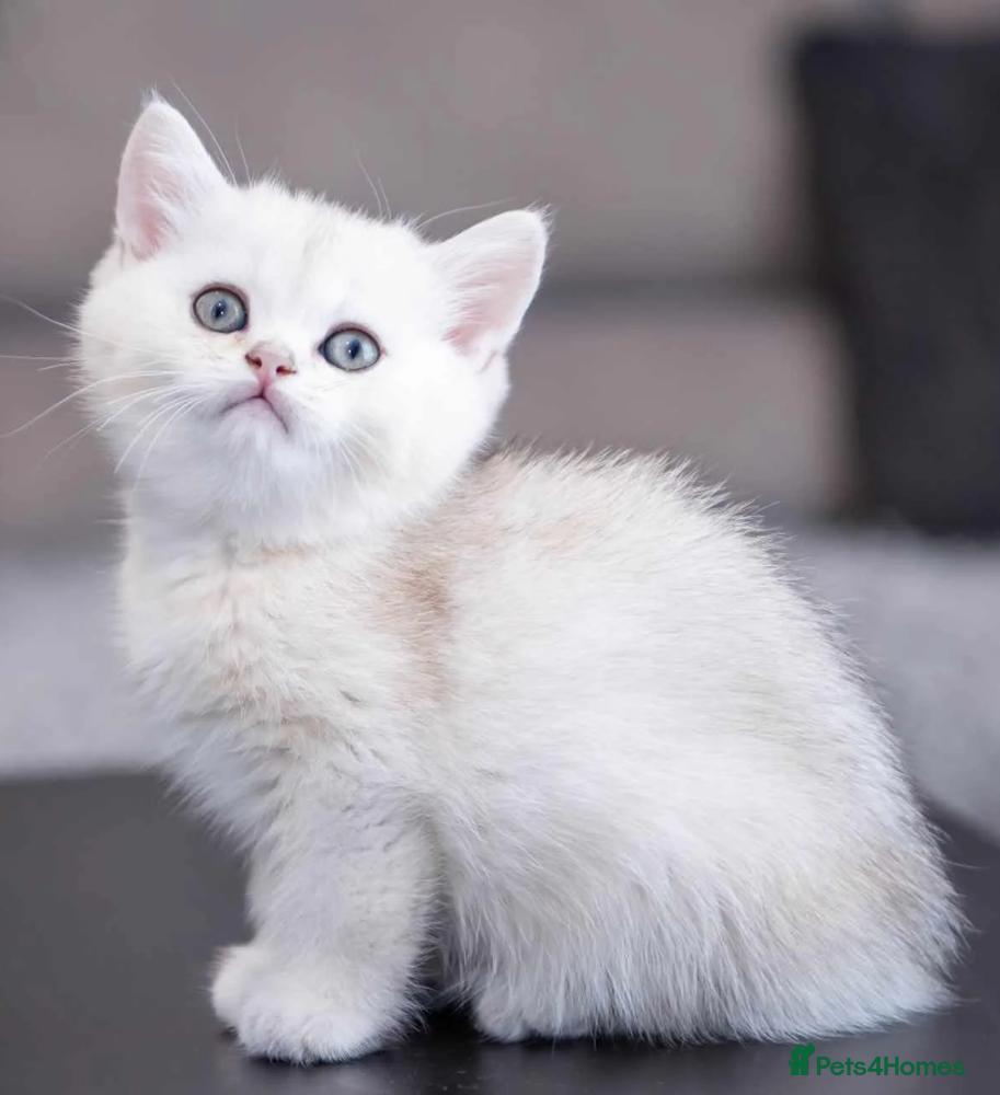 British Longhair cats ❤ Pedigree Kitten ❤ Silver ❤ Healthy ❤ - Advert 12