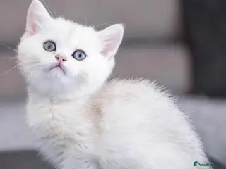 British Longhair cats ❤ Pedigree Kitten ❤ Silver ❤ Healthy ❤ - Advert 12