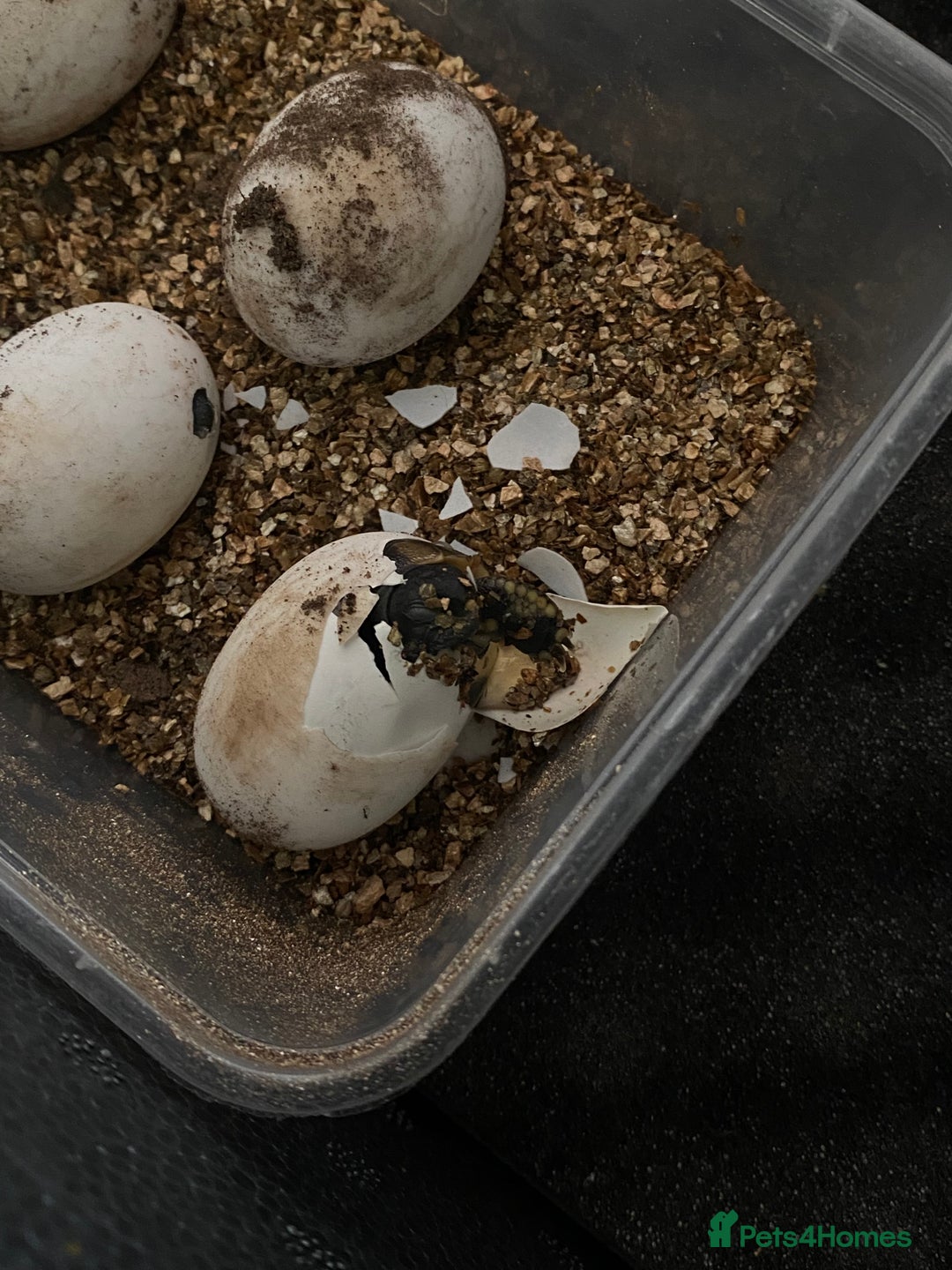 Hermann Tortoise reptiles for sale: Herman tortoises  - Advert 8