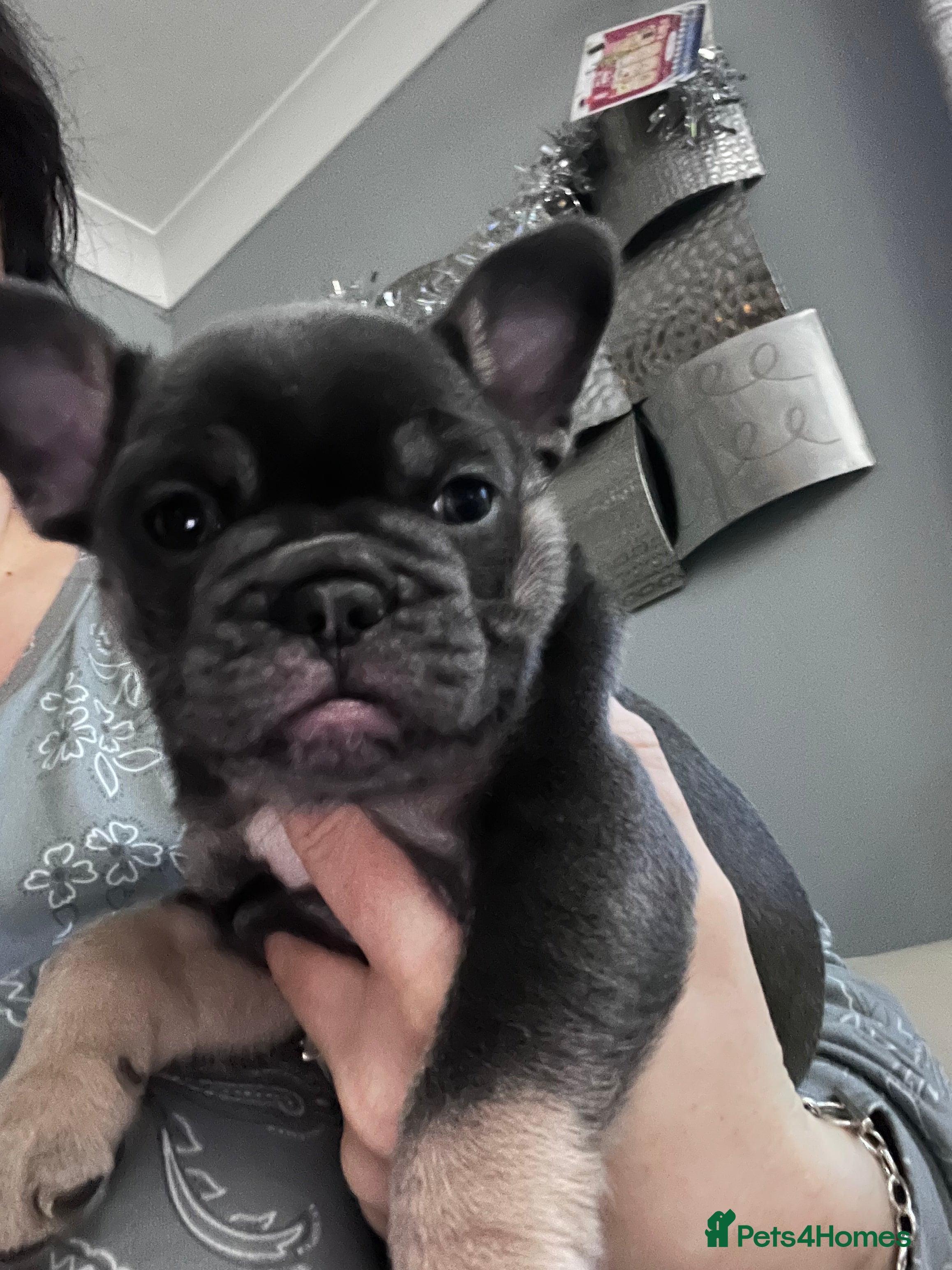 Mixed Breed dogs One beautiful blue and tan girl left £700 - Advert 14