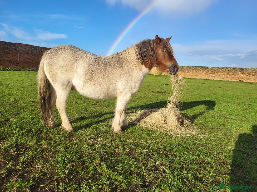 Shetland pony horses for sale: Rex for sale - Advert 4