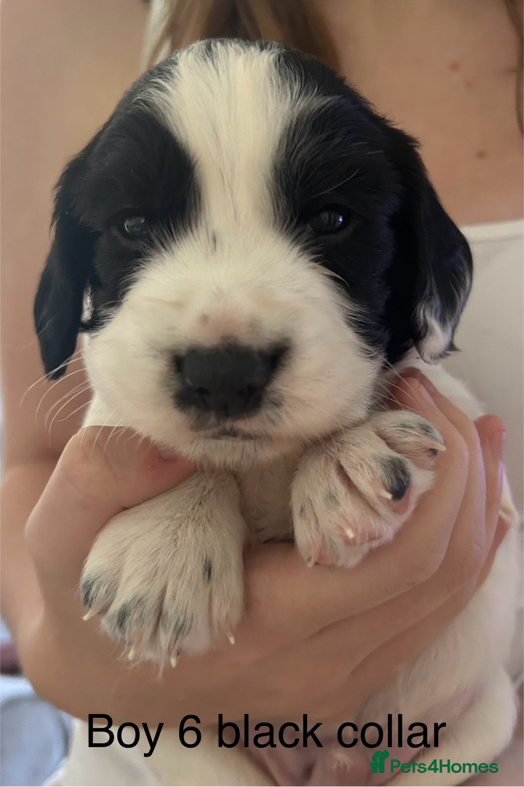 Sprocker dogs for sale: Sprocker puppies  - Image 14