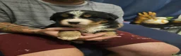 Bernese Mountain Dog dogs for sale: BEAUTIFUL CHUNKY BERNESE PUPS - Advert 5