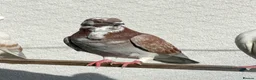 Pigeons birds for sale: Figuritas and Germal Owl Pigeon  - Advert 5