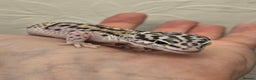 Leopard Gecko reptiles for sale: Leopard geckos babies various morphs  - Advert 11