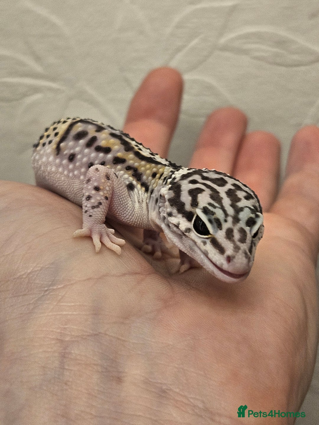 Leopard Gecko reptiles for sale: Leopard geckos babies various morphs  - Image 11