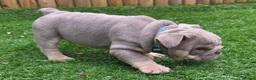 English Bulldog dogs for sale: Rare opportunity- grandpups of Burleybullz Nemesis - Advert 16
