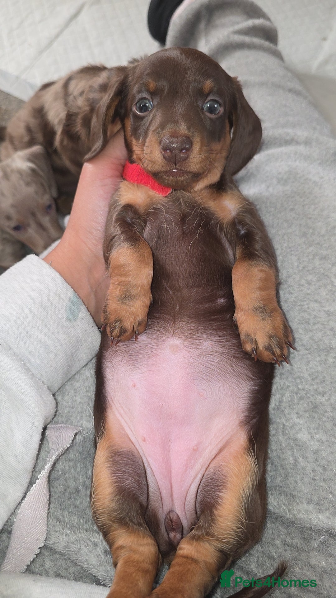Miniature Dachshund dogs for sale: Miniature dachshund Puppies - Advert 20