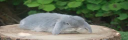 Mini Lop rabbits for sale: Pure bred Mini lop baby rabbits  - Advert 5
