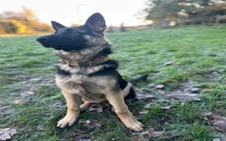 German Shepherd dogs for sale: German shepherd girl - Advert 3