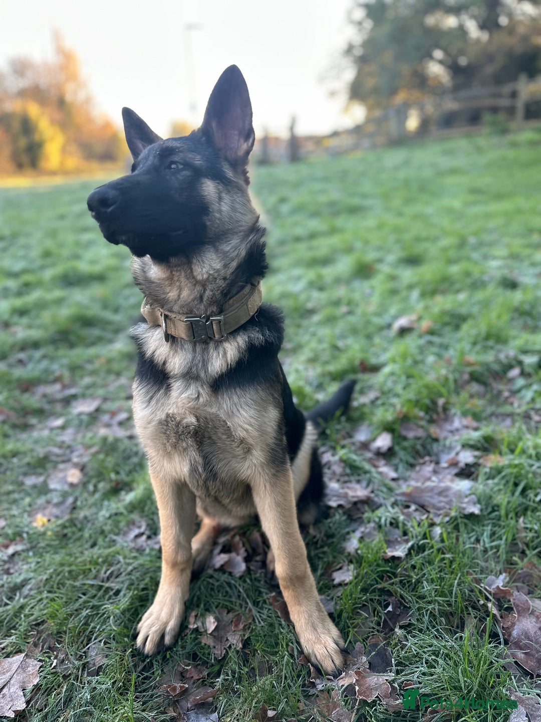 German Shepherd dogs for sale: German shepherd girl - Advert 3