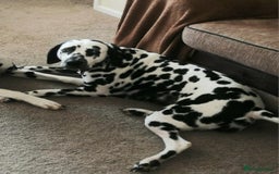 Dalmatian dogs for sale: Pedigree Dalmatian Puppies - Image 1