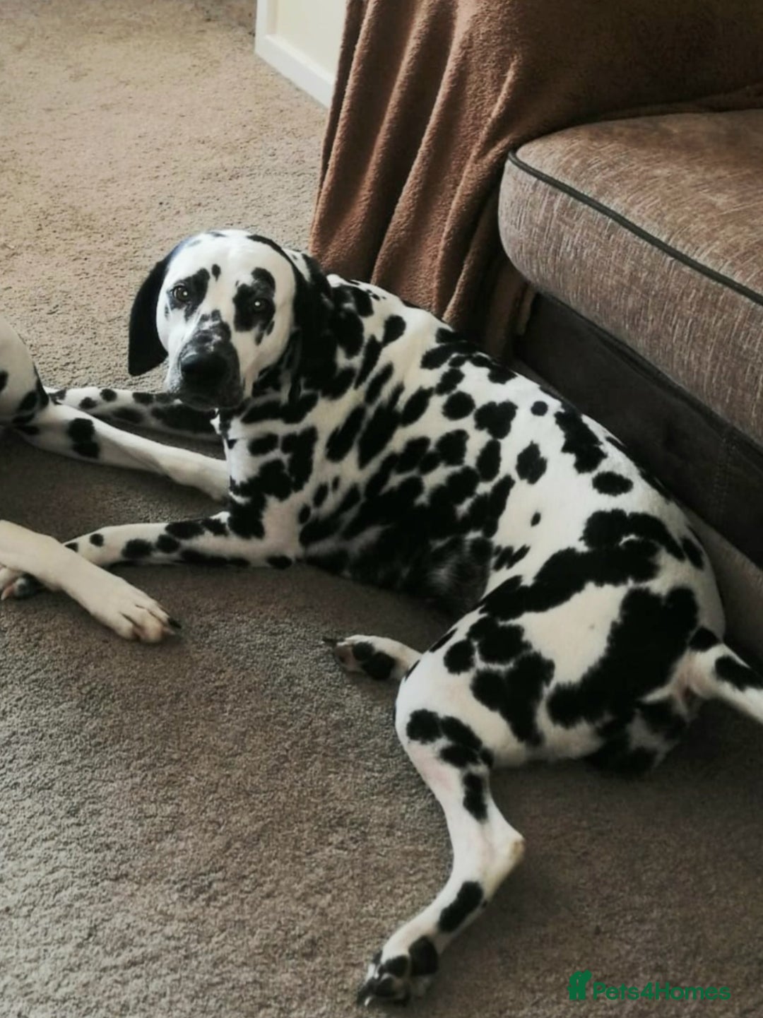 Dalmatian dogs for sale: Pedigree Dalmatian Puppies - Image 1