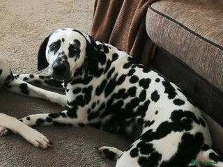 Dalmatian dogs - Advert 1