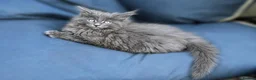 Maine Coon cats for sale: Beautiful Maine Coons tica regfrom Champion lines  - Advert 2