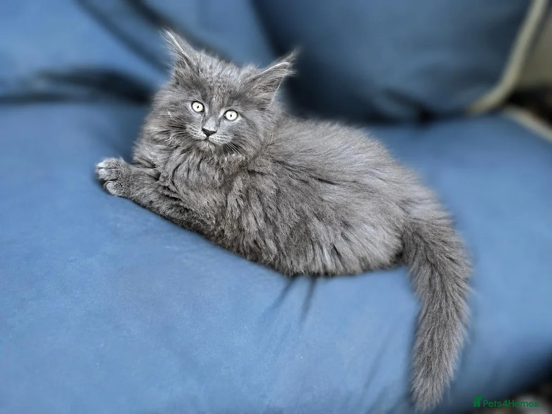 Maine Coon cats for sale: Beautiful Maine Coons tica regfrom Champion lines  - Advert 2