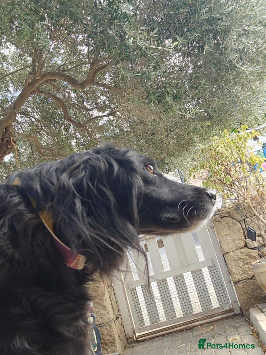 Cocker Spaniel dogs for adoption: Gino ! - Advert 3