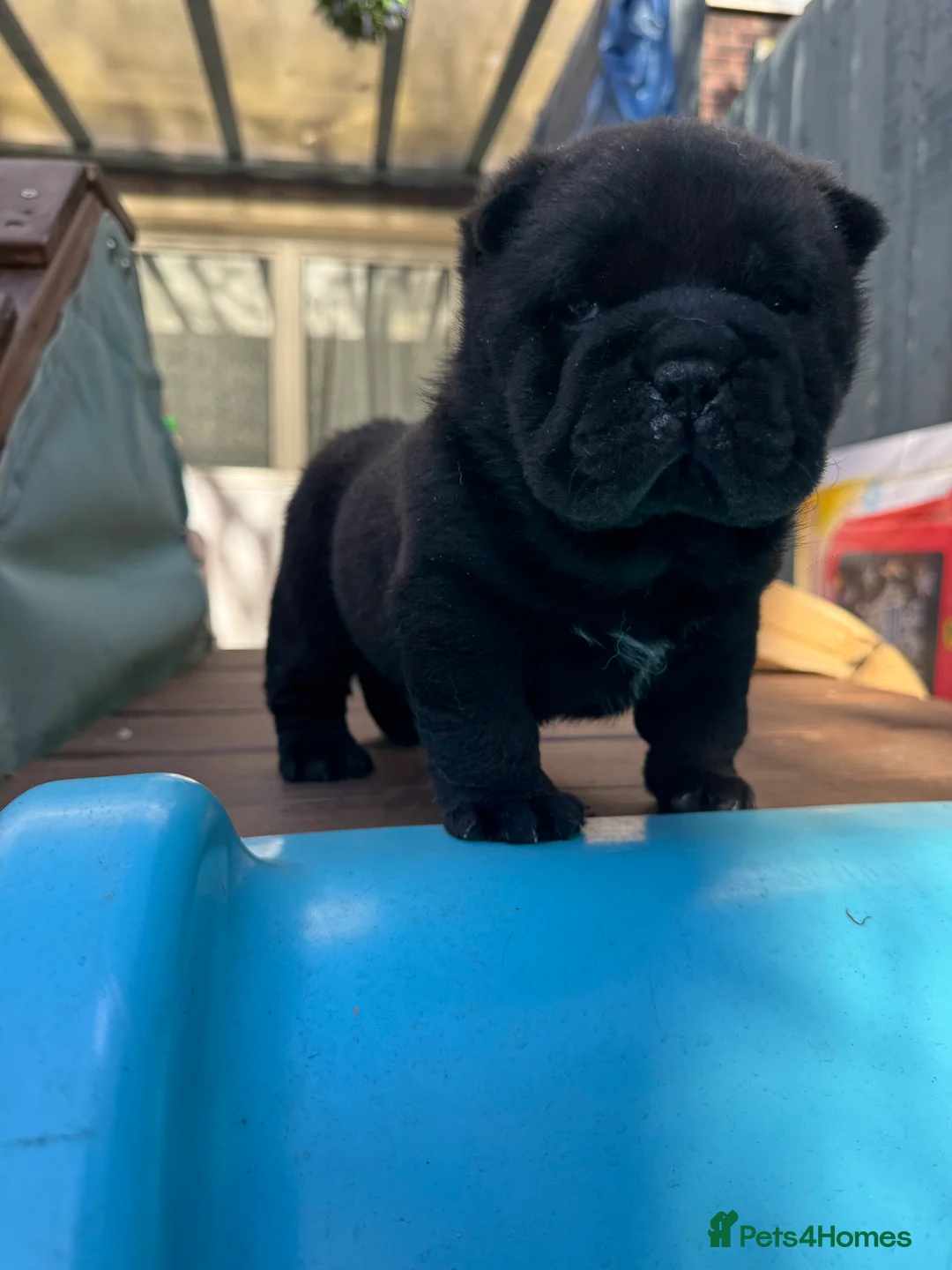 Chow Chow dogs for sale: Stunning  smooth chow first come first serve  - Advert 1