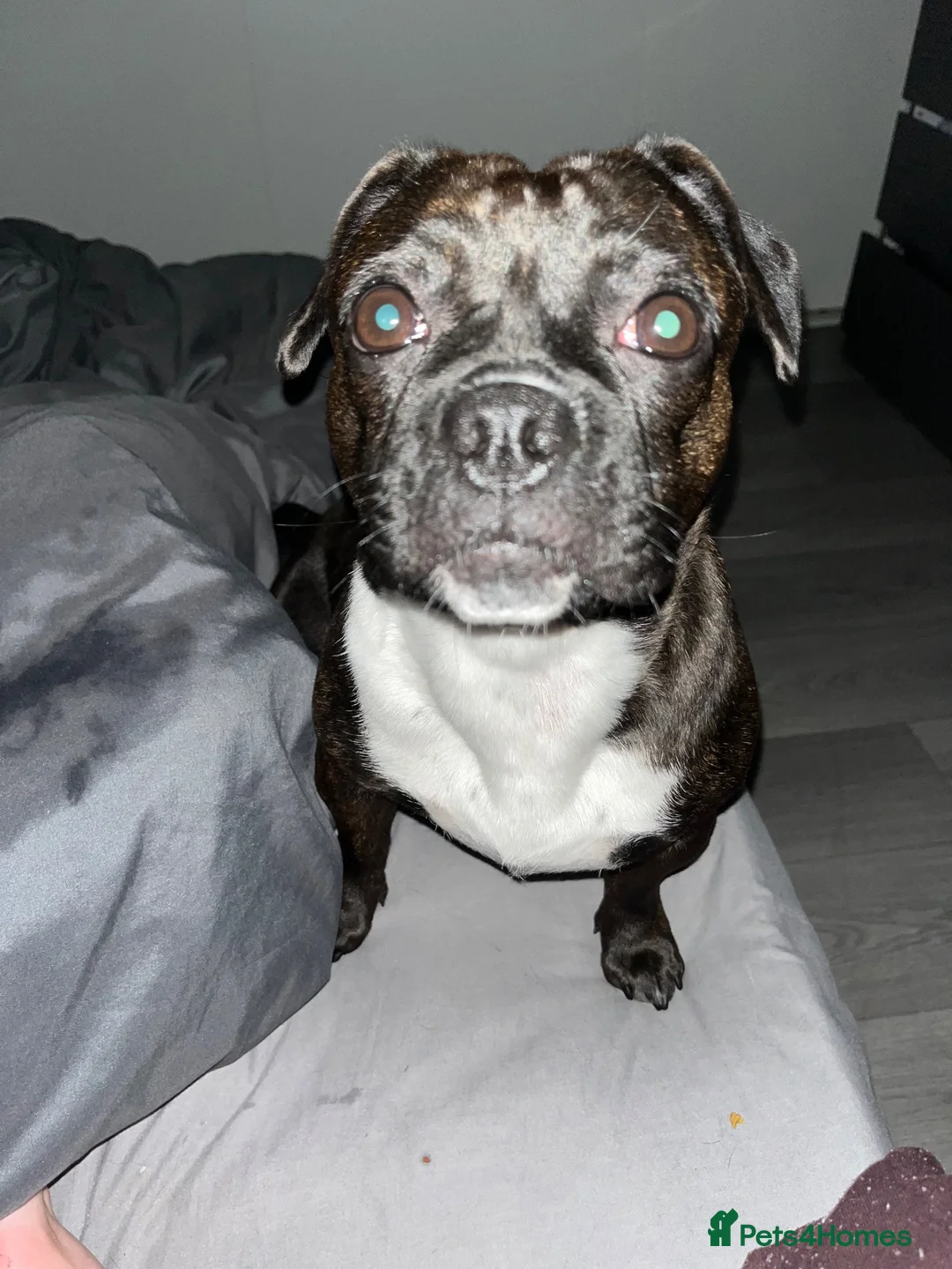 Mixed Breed dogs for sale: Urgent ivy  in Bonnyrigg - Advert 1