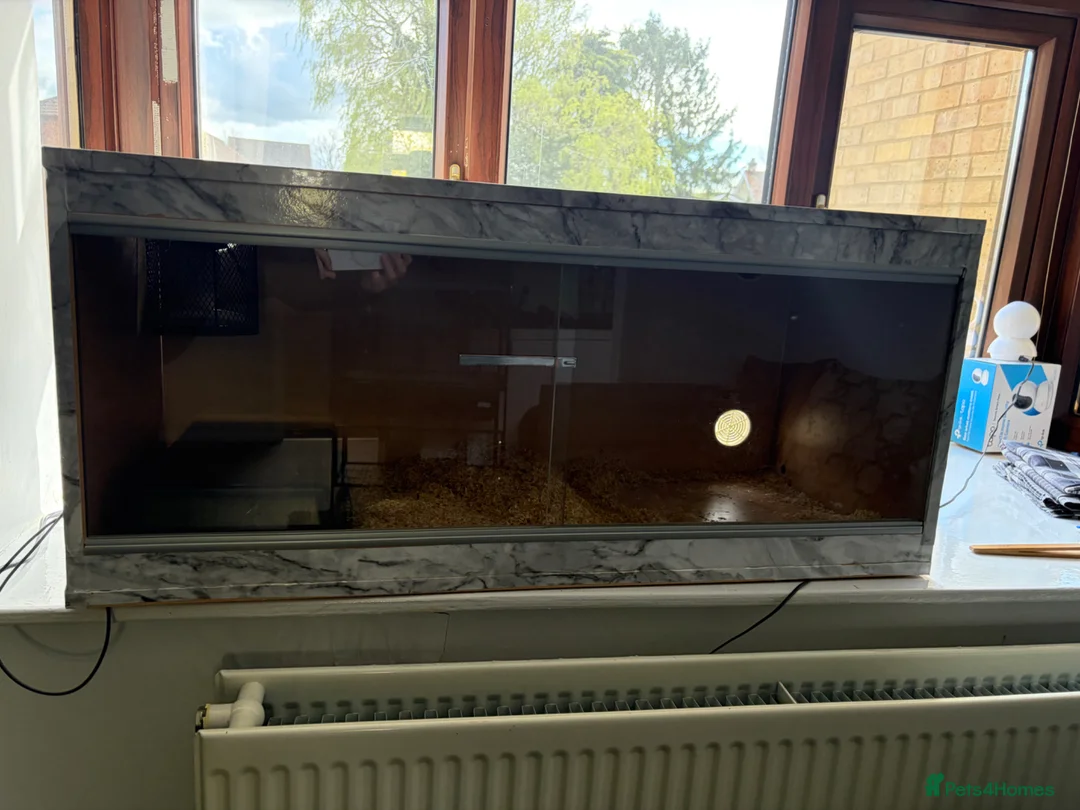 Python Snake reptiles for sale: 2 bull pythons for sale boy and girl - Advert 2