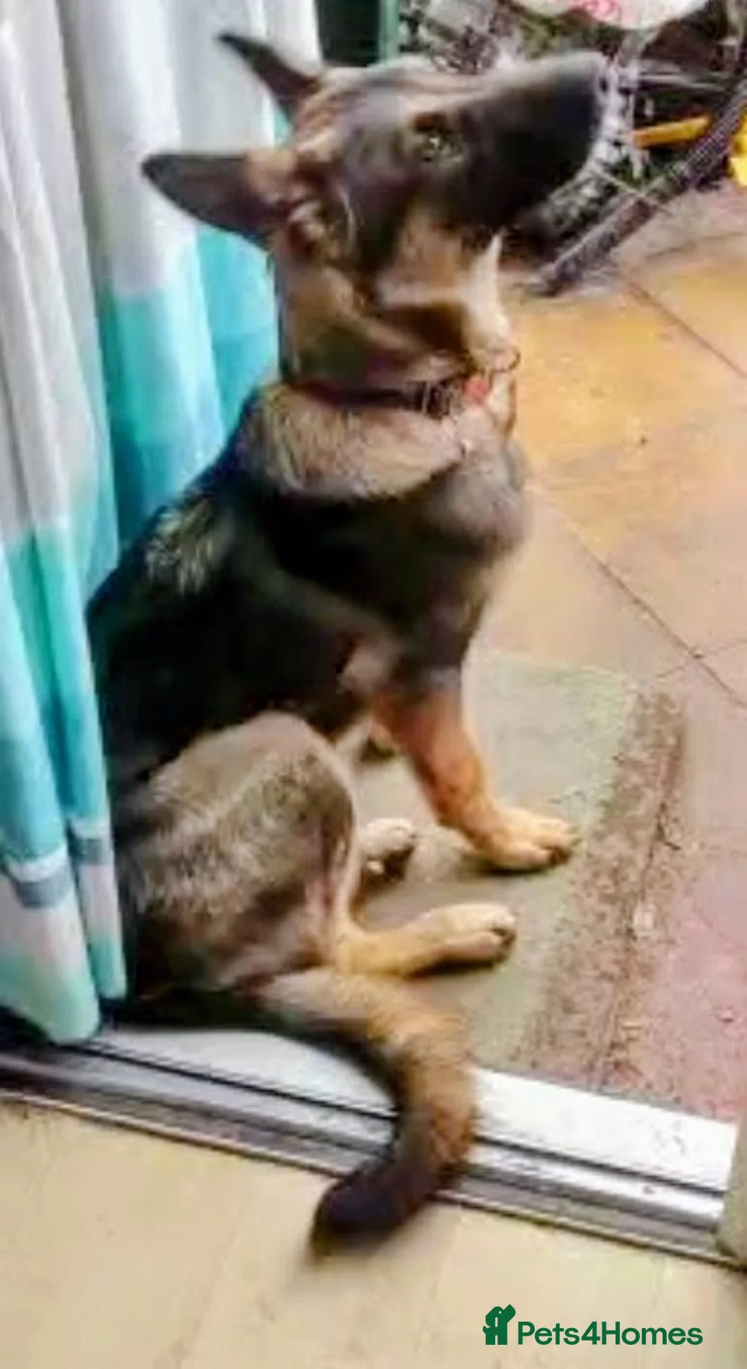 German Shepherd dogs for sale: Kash. Very URGENT - Advert 2