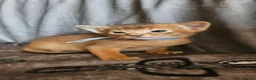 Abyssinian cats for sale: Abyssinian kittens for sale - Advert 7