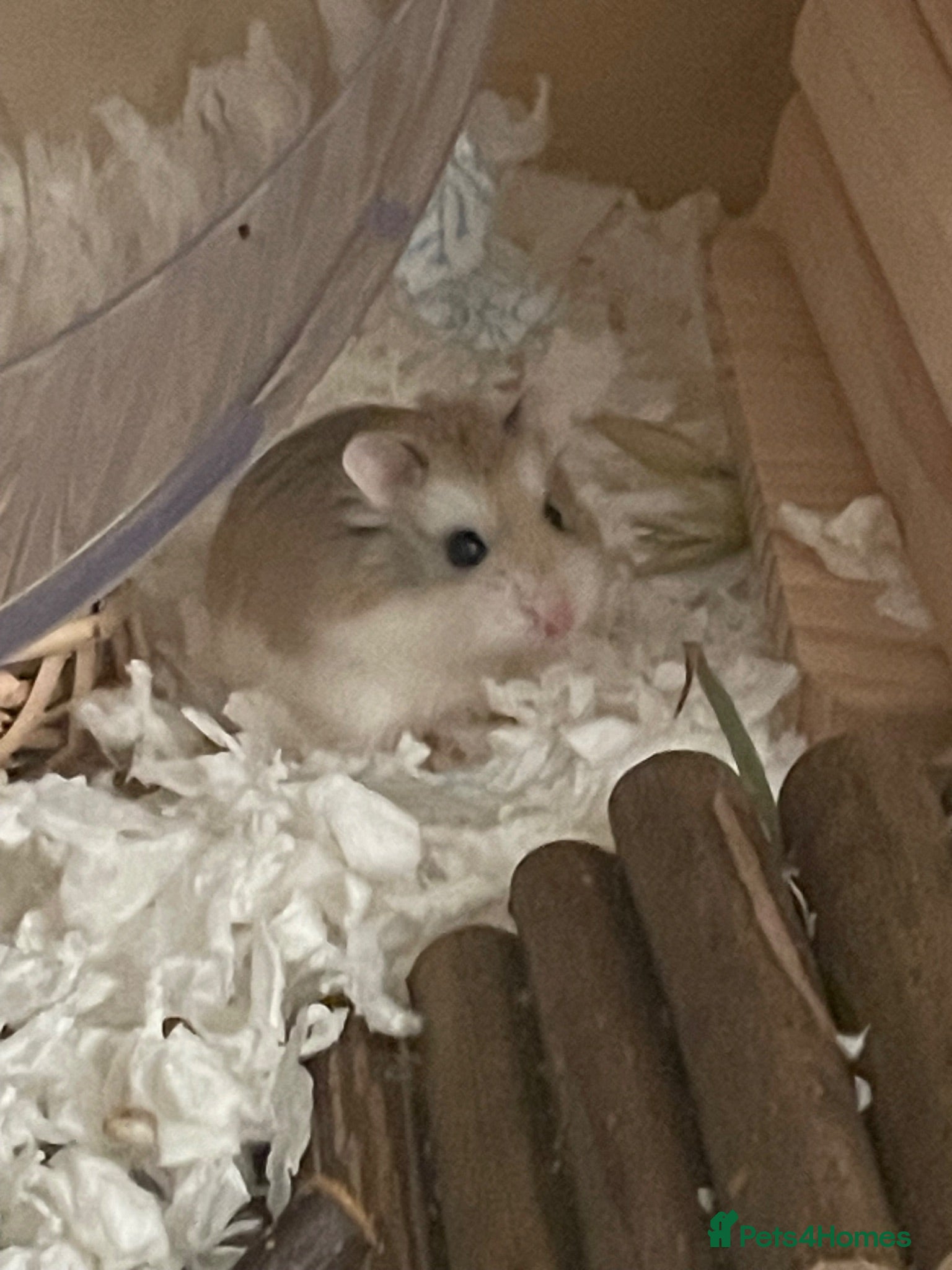 Hamster rodents  Roborovski dwarf hamster - Advert 2