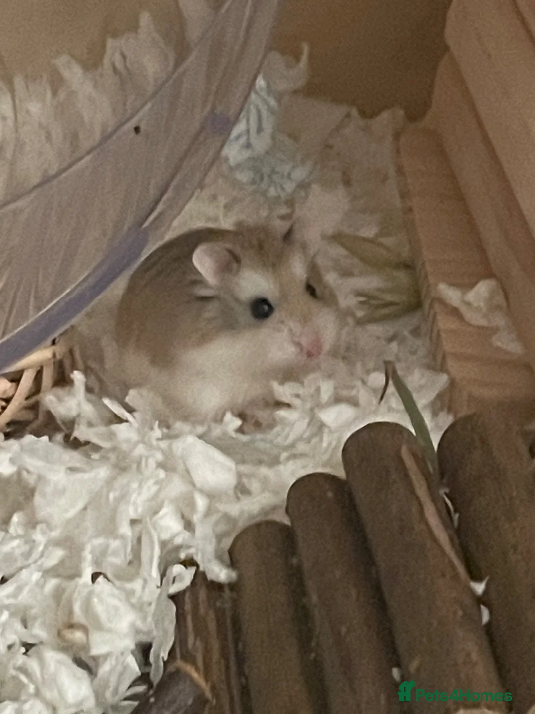 Hamster rodents for sale:  Roborovski dwarf hamster - Advert 1