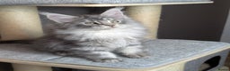 Maine Coon cats for sale: Outstanding siblings Russian bloodline  - Advert 6