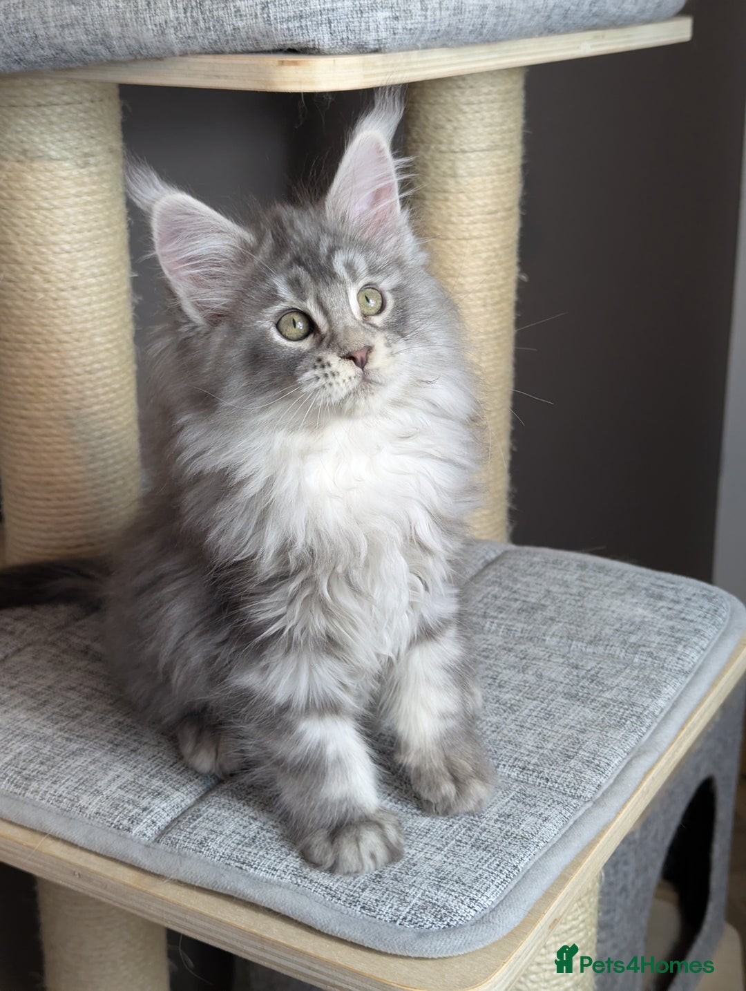 Maine Coon cats for sale: Outstanding siblings Russian bloodline  - Advert 6