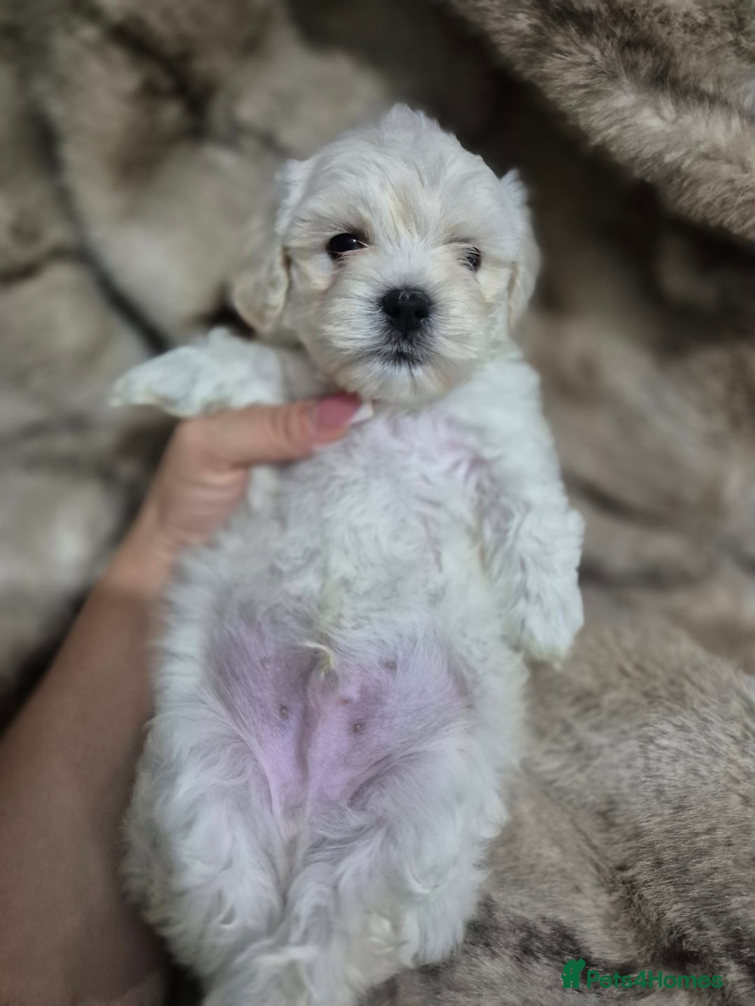 Maltese dogs for sale: K1 Beautiful Maltese puppies  - Advert 15