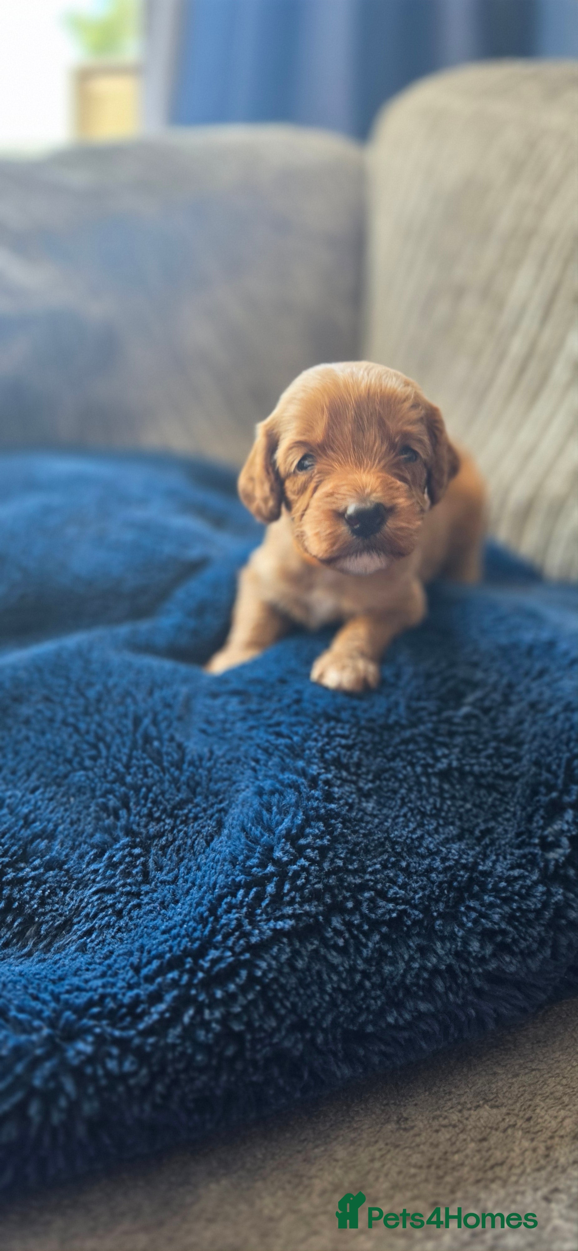 Cavapoo dogs Cavapoo puppies  - Advert 2