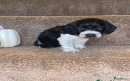 Cockapoo dogs for sale: 11 week old male Cockapoo  - Advert 4