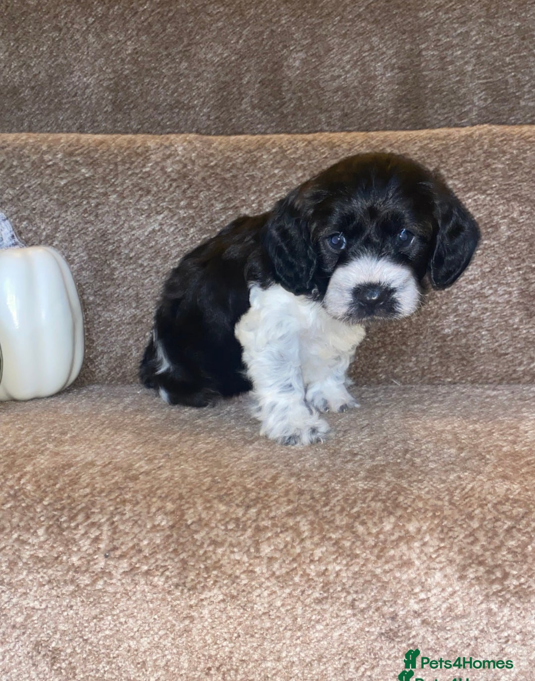 Cockapoo dogs for sale: 11 week old male Cockapoo  - Advert 4