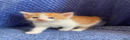 Maine Coon cats for sale: Mainecoon x  - Advert 15