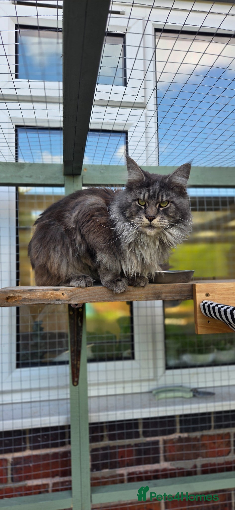 Maine Coon cats Maincoon boy - Advert 1