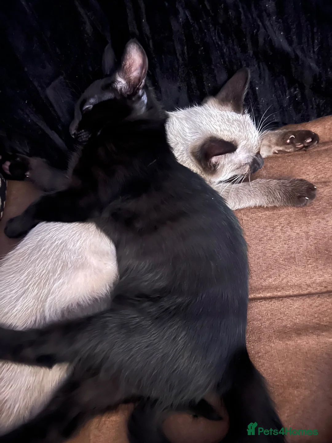 Russian Blue cats for sale: Male Russian blue mix breed  - Advert 17