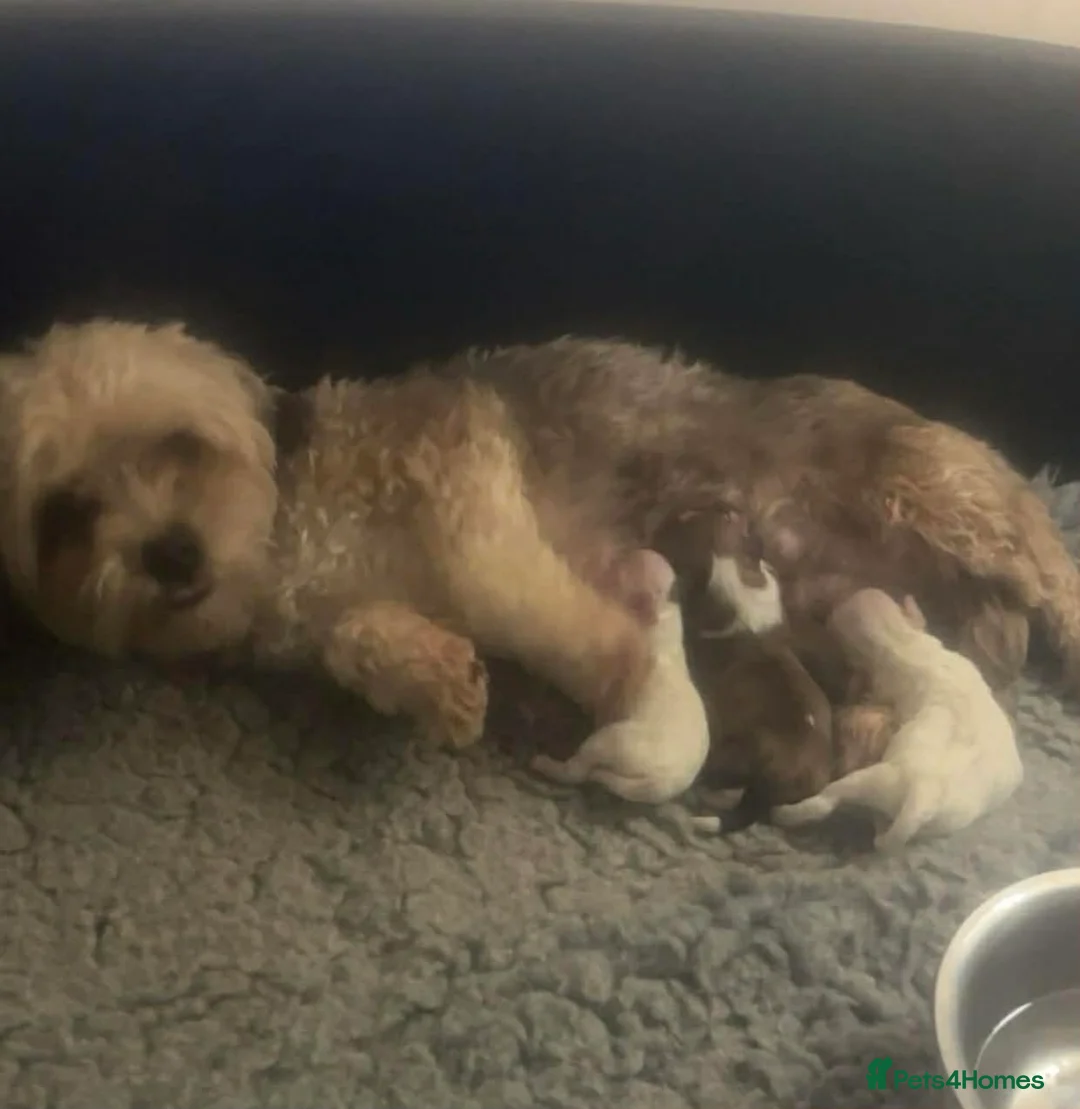 Mixed Breed dogs for sale: 2 x  HAVACHON pups for sale *Ready Now - Advert 3