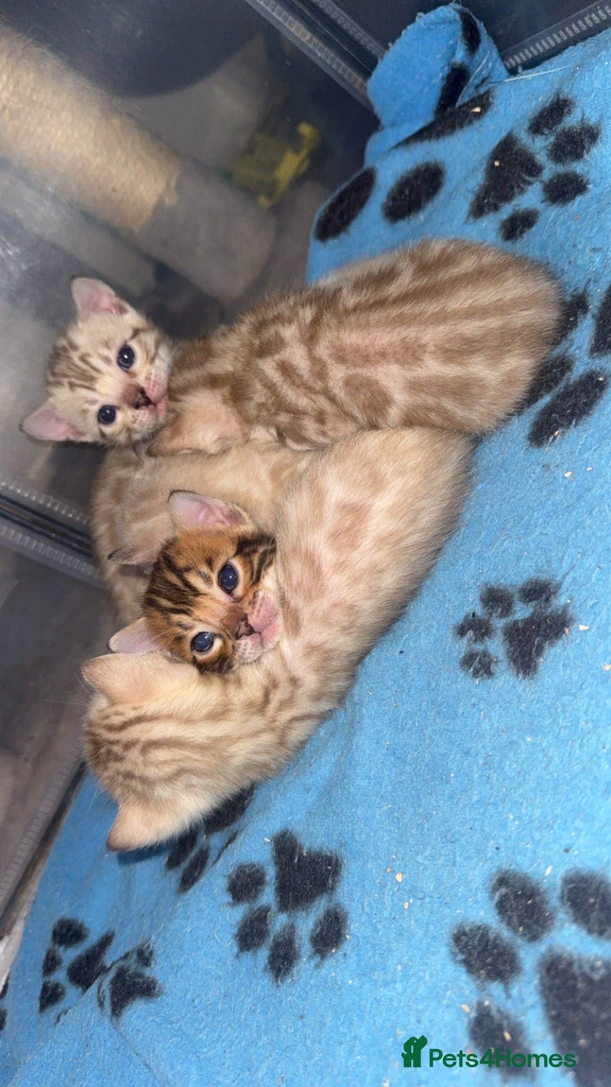 Bengal cats Bengal kittens  - Advert 1