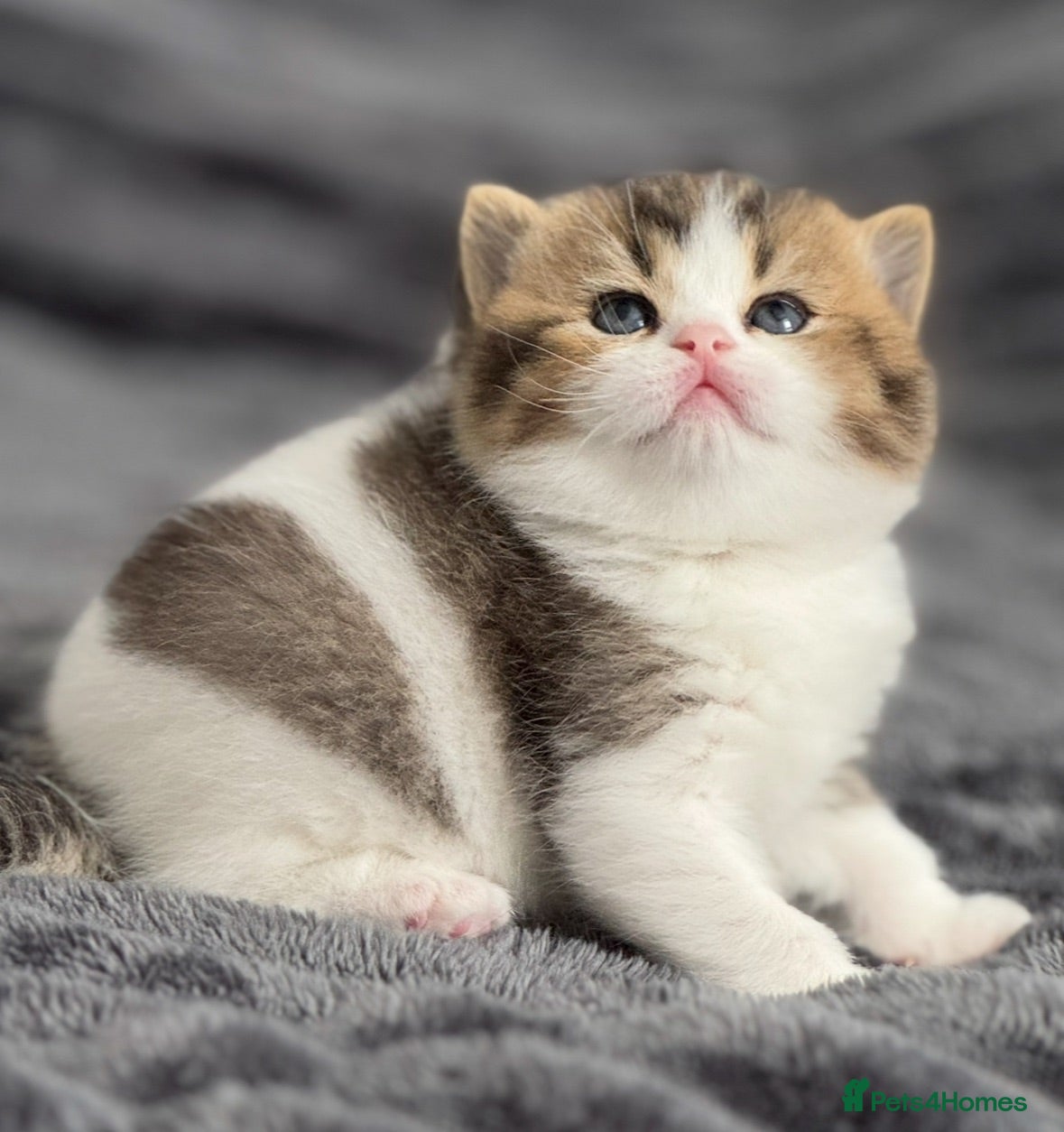 British Shorthair cats Brown Black ticked tabby white TICA reg - Advert 8