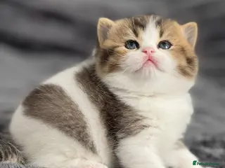 British Shorthair cats Brown Black ticked tabby white TICA reg - Advert 8