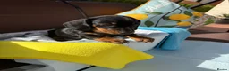 Miniature Dachshund dogs for sale: A litter of 2 lovely dachshund pups - Advert 33