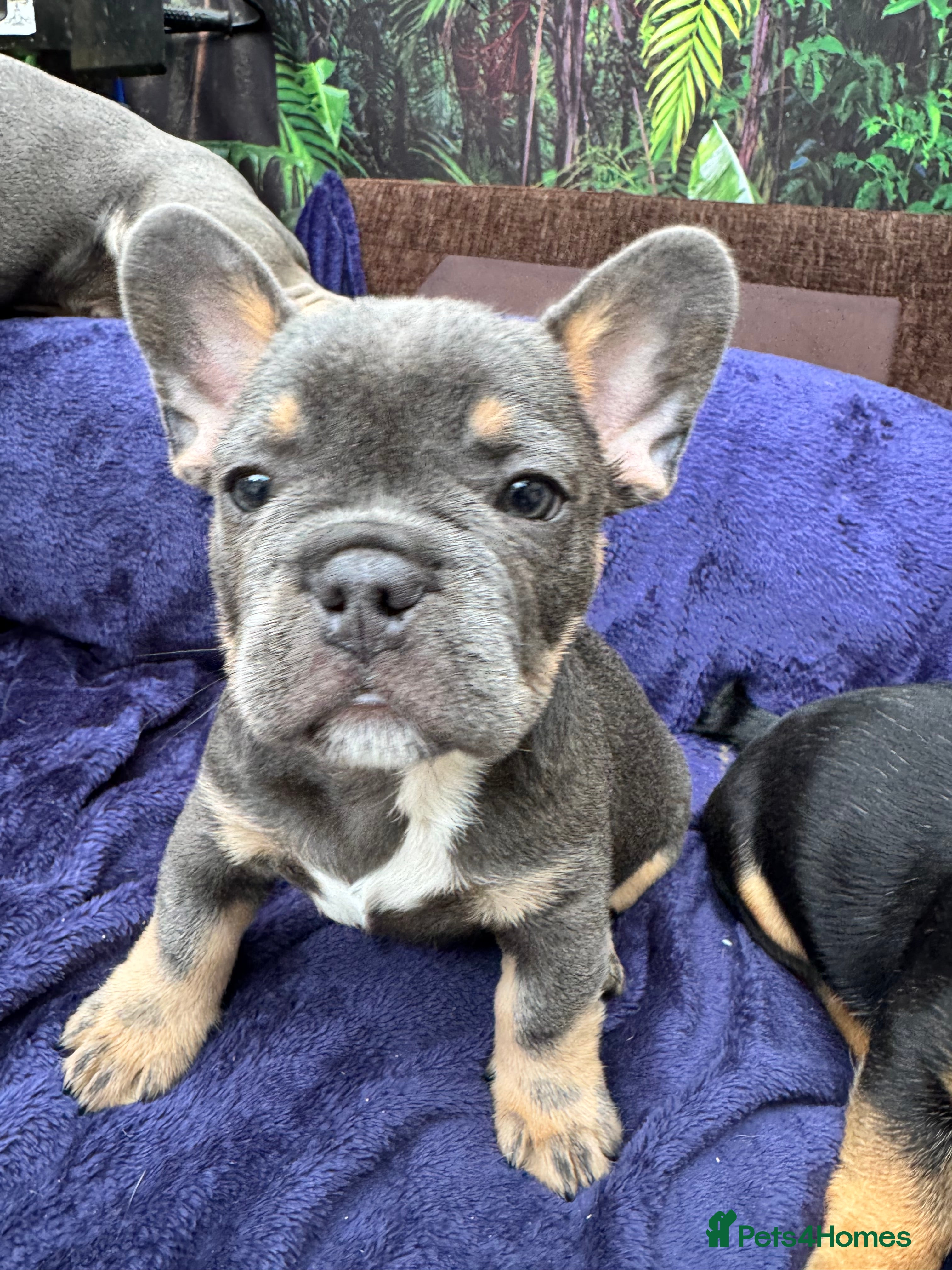Mixed Breed dogs French bulldog x Yorkshire terrier - Advert 2